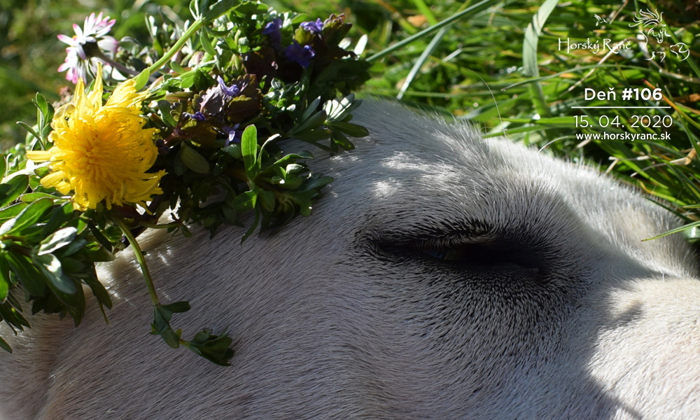 Horsk� Ran�, ubytovanie, azyl pre zvierat�, kurzy, bylinky, pr�rodn� kozmetika