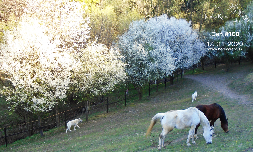 Horsk� Ran�, ubytovanie, azyl pre zvierat�, kurzy, bylinky, pr�rodn� kozmetika