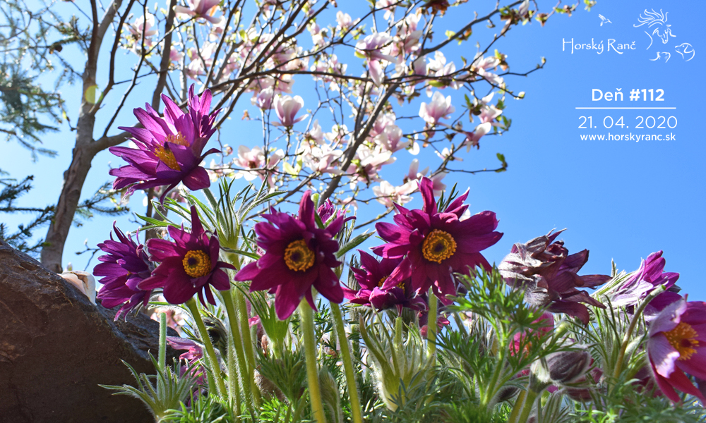 Horsk� Ran�, ubytovanie, azyl pre zvierat�, kurzy, bylinky, pr�rodn� kozmetika