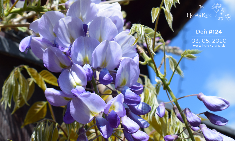 Horsk� Ran�, ubytovanie, azyl pre zvierat�, kurzy, bylinky, pr�rodn� kozmetika