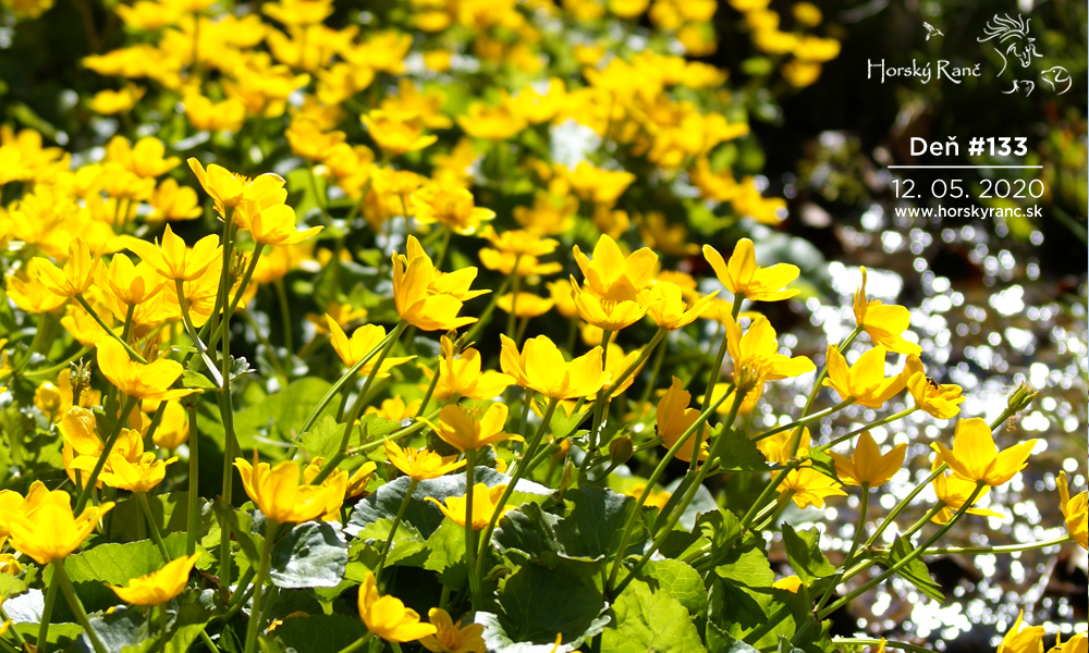 Horsk� Ran�, ubytovanie, azyl pre zvierat�, kurzy, bylinky, pr�rodn� kozmetika