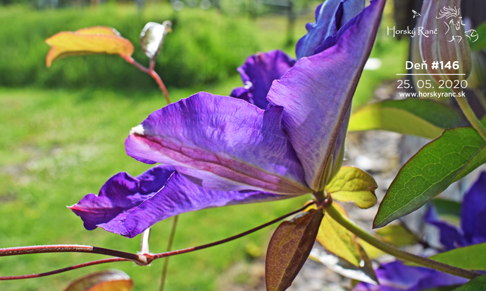 Horsk� Ran�, ubytovanie, azyl pre zvierat�, kurzy, bylinky, pr�rodn� kozmetika