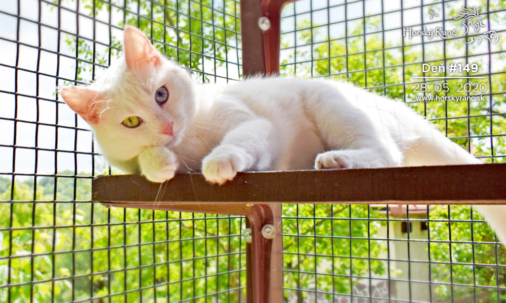 Horsk� Ran�, ubytovanie, azyl pre zvierat�, kurzy, bylinky, pr�rodn� kozmetika