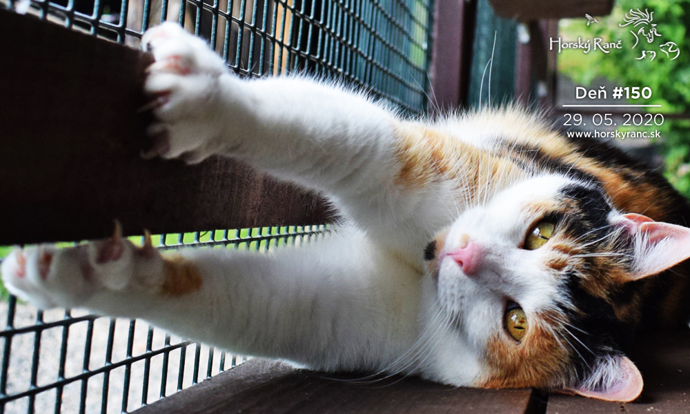 Horsk� Ran�, ubytovanie, azyl pre zvierat�, kurzy, bylinky, pr�rodn� kozmetika