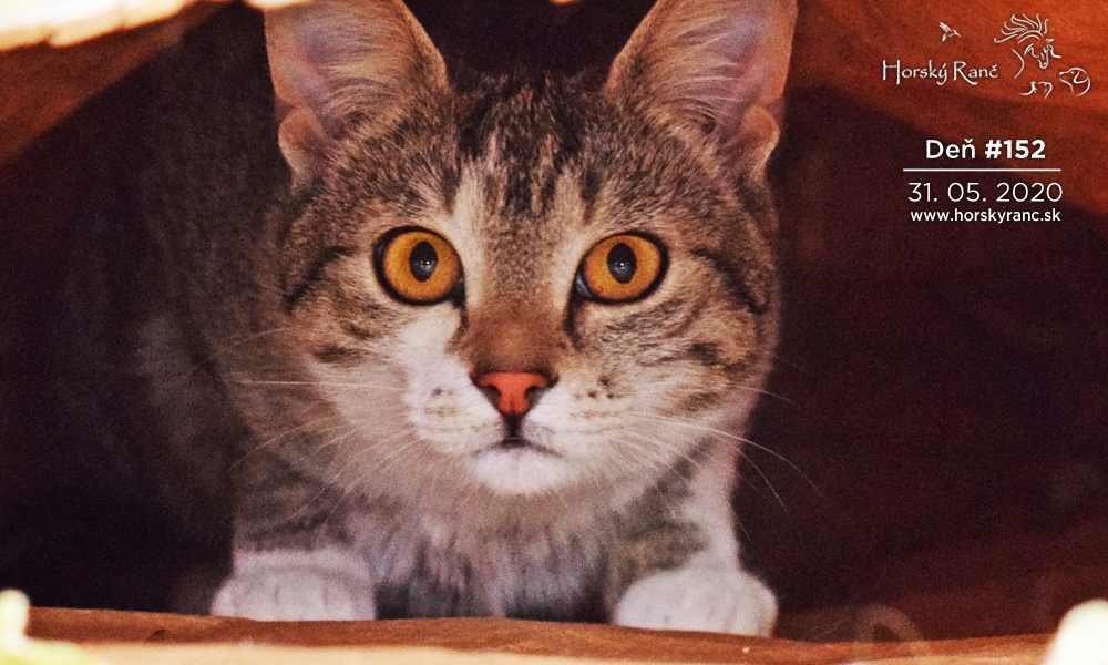 Horsk� Ran�, ubytovanie, azyl pre zvierat�, kurzy, bylinky, pr�rodn� kozmetika