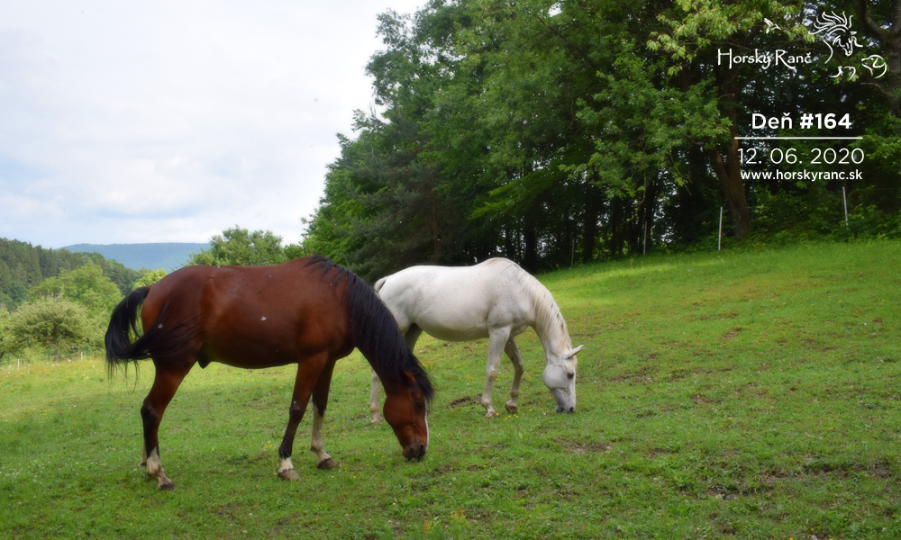 Horsk� Ran�, ubytovanie, azyl pre zvierat�, kurzy, bylinky, pr�rodn� kozmetika