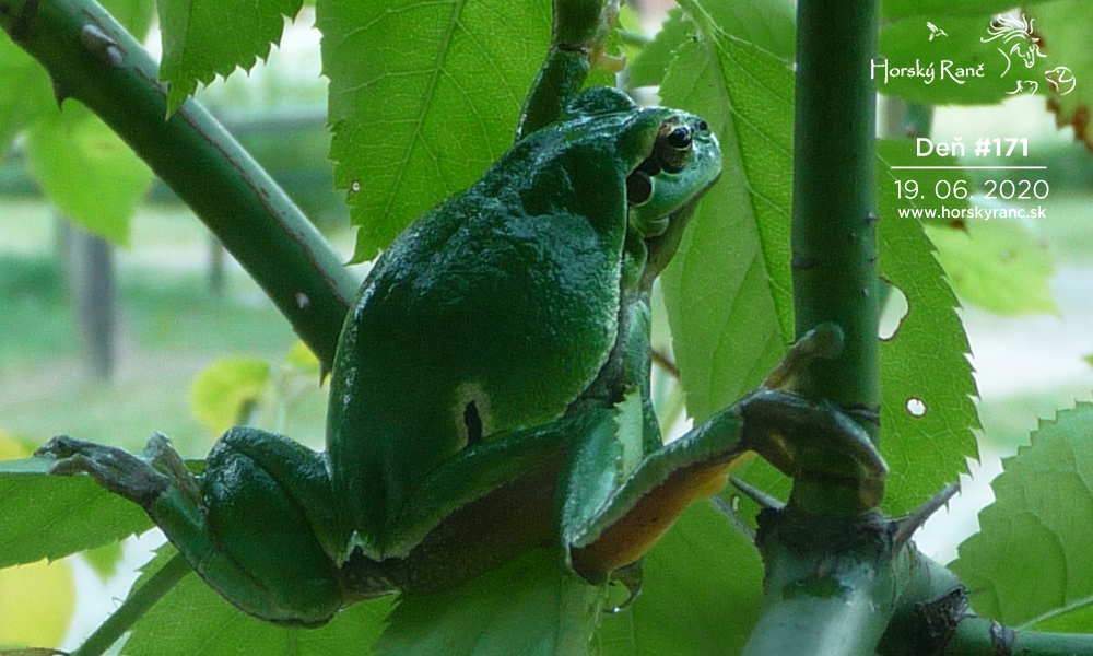 Horsk� Ran�, ubytovanie, azyl pre zvierat�, kurzy, bylinky, pr�rodn� kozmetika