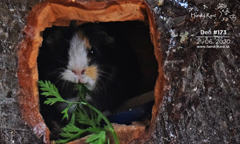 Horsk� Ran�, ubytovanie, azyl pre zvierat�, kurzy, bylinky, pr�rodn� kozmetika