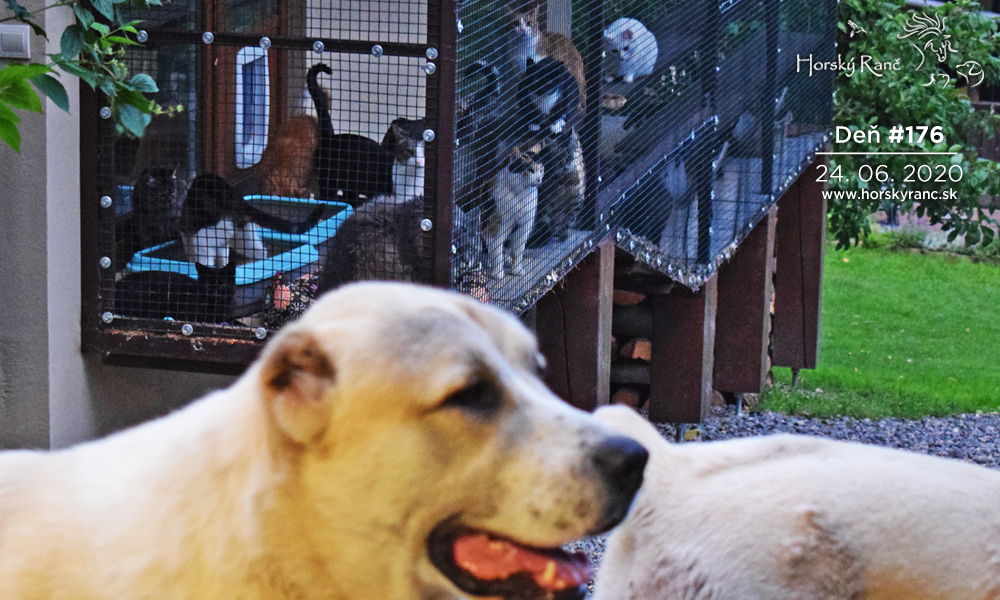 Horsk� Ran�, ubytovanie, azyl pre zvierat�, kurzy, bylinky, pr�rodn� kozmetika