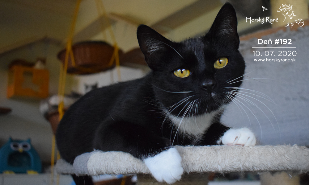 Horsk� Ran�, ubytovanie, azyl pre zvierat�, kurzy, bylinky, pr�rodn� kozmetika