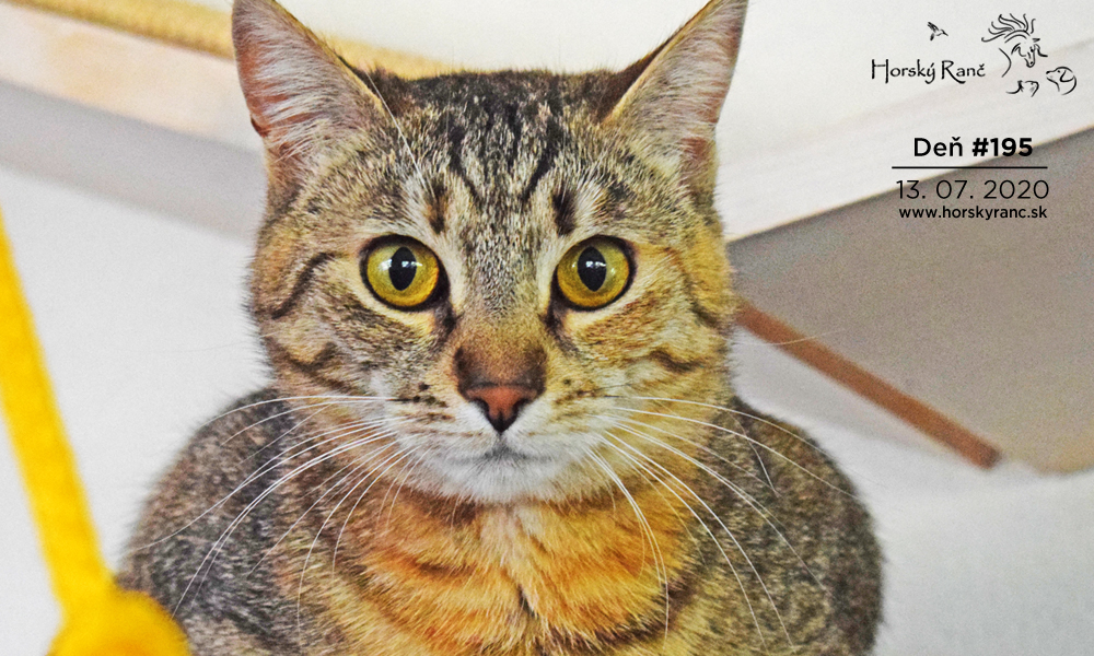 Horsk� Ran�, ubytovanie, azyl pre zvierat�, kurzy, bylinky, pr�rodn� kozmetika