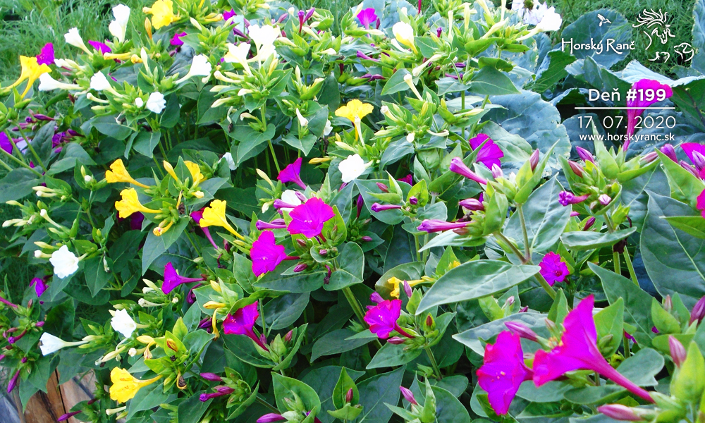 Horsk� Ran�, ubytovanie, azyl pre zvierat�, kurzy, bylinky, pr�rodn� kozmetika