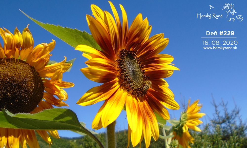 Horsk� Ran�, ubytovanie, azyl pre zvierat�, kurzy, bylinky, pr�rodn� kozmetika