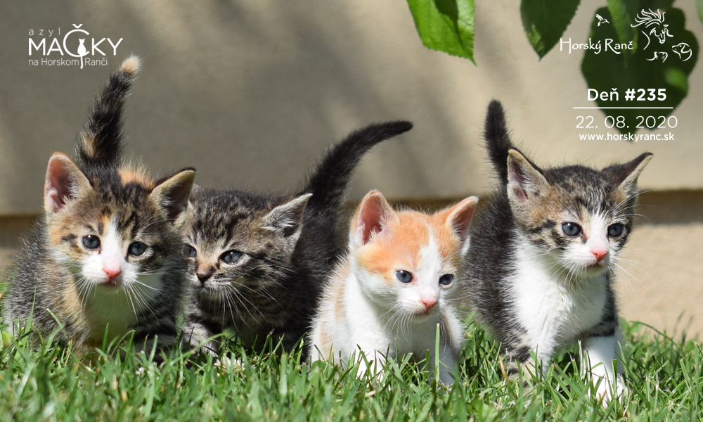 Horsk� Ran�, ubytovanie, azyl pre zvierat�, kurzy, bylinky, pr�rodn� kozmetika