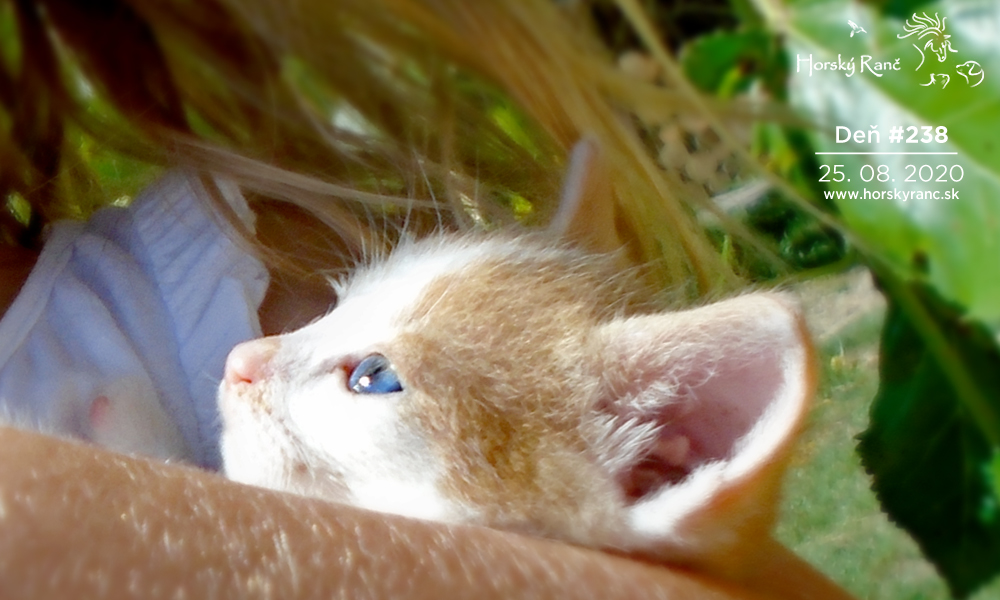 Horsk� Ran�, ubytovanie, azyl pre zvierat�, kurzy, bylinky, pr�rodn� kozmetika