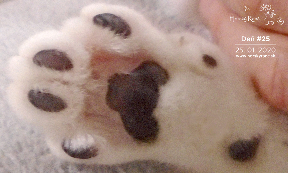 Horsk� Ran�, ubytovanie, azyl pre zvierat�, kurzy, bylinky, pr�rodn� kozmetika