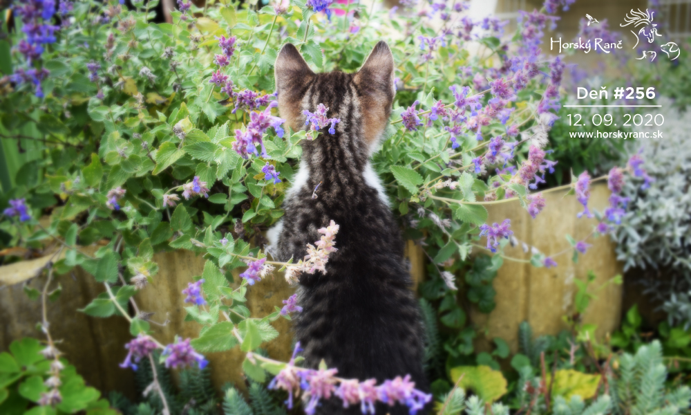 Horsk� Ran�, ubytovanie, azyl pre zvierat�, kurzy, bylinky, pr�rodn� kozmetika