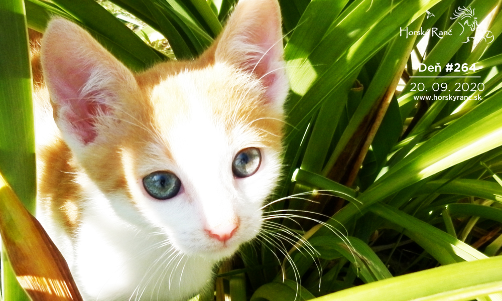 Horsk� Ran�, ubytovanie, azyl pre zvierat�, kurzy, bylinky, pr�rodn� kozmetika