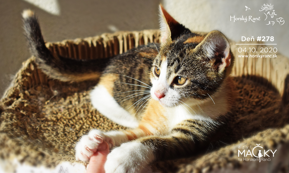 Horsk� Ran�, ubytovanie, azyl pre zvierat�, kurzy, bylinky, pr�rodn� kozmetika