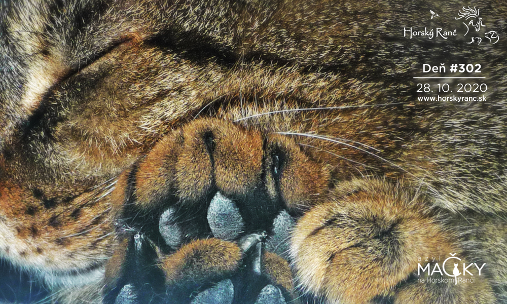 Horsk� Ran�, ubytovanie, azyl pre zvierat�, kurzy, bylinky, pr�rodn� kozmetika