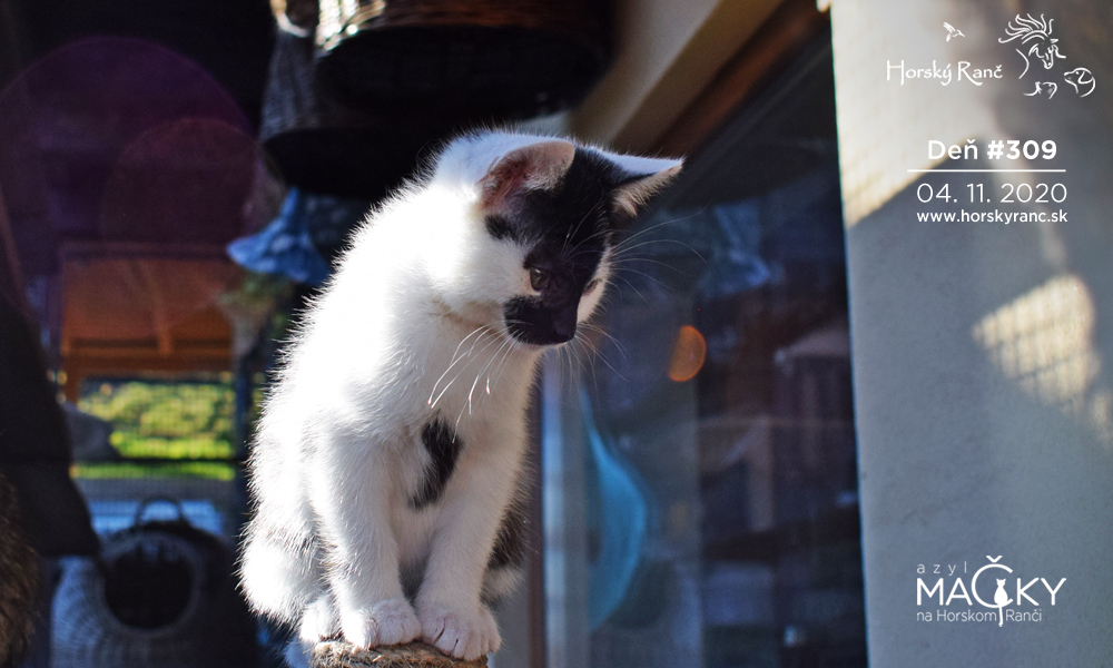 Horsk� Ran�, ubytovanie, azyl pre zvierat�, kurzy, bylinky, pr�rodn� kozmetika