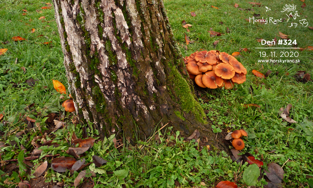 Horsk� Ran�, ubytovanie, azyl pre zvierat�, kurzy, bylinky, pr�rodn� kozmetika