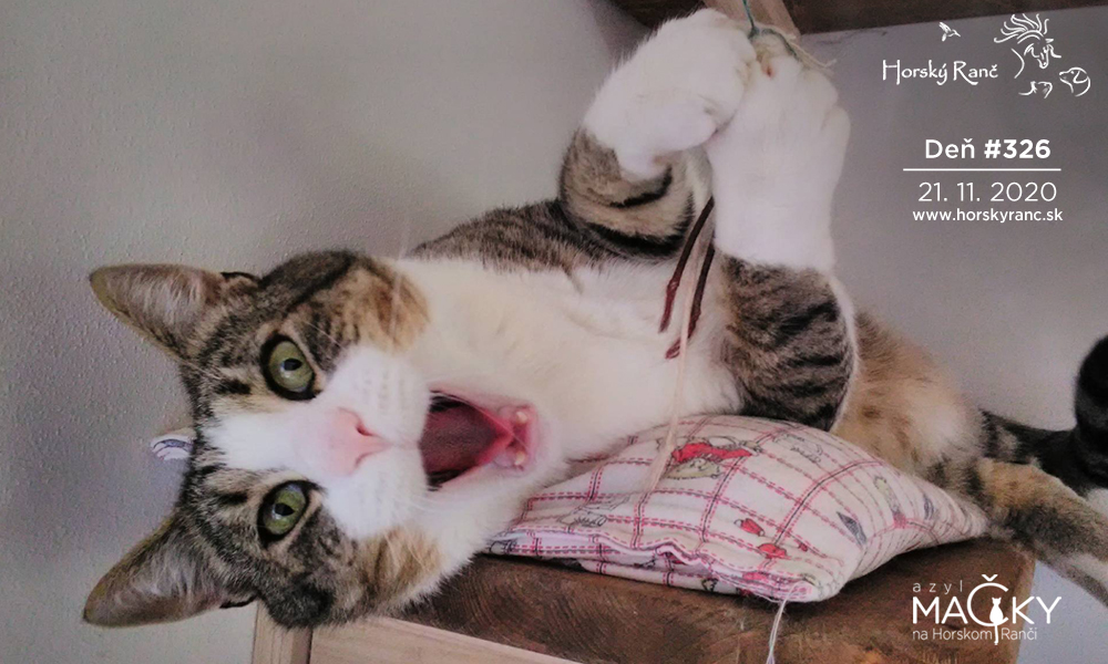 Horsk� Ran�, ubytovanie, azyl pre zvierat�, kurzy, bylinky, pr�rodn� kozmetika