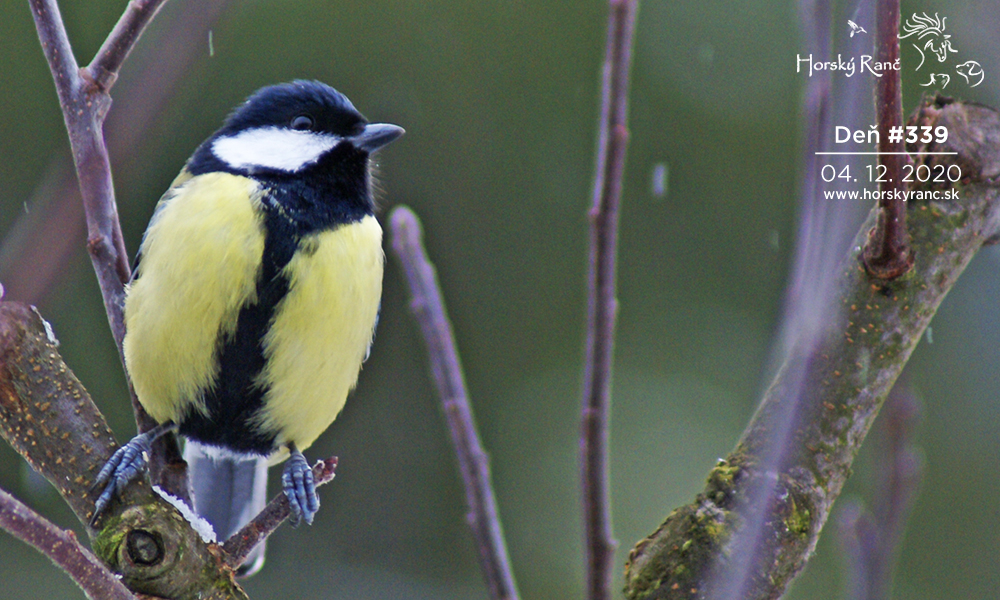 Horsk� Ran�, ubytovanie, azyl pre zvierat�, kurzy, bylinky, pr�rodn� kozmetika