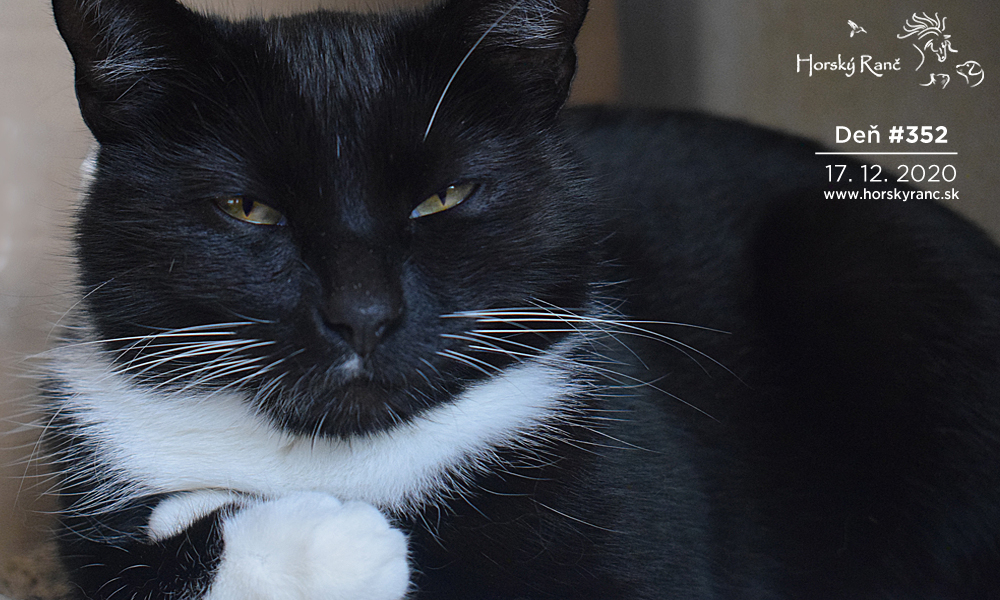 Horsk� Ran�, ubytovanie, azyl pre zvierat�, kurzy, bylinky, pr�rodn� kozmetika