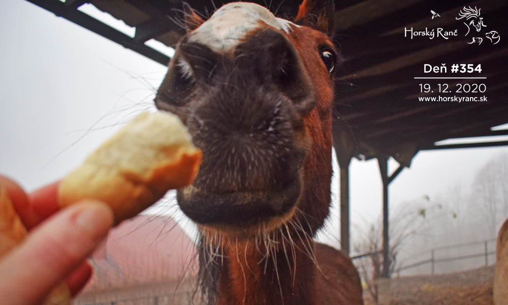 Horsk� Ran�, ubytovanie, azyl pre zvierat�, kurzy, bylinky, pr�rodn� kozmetika