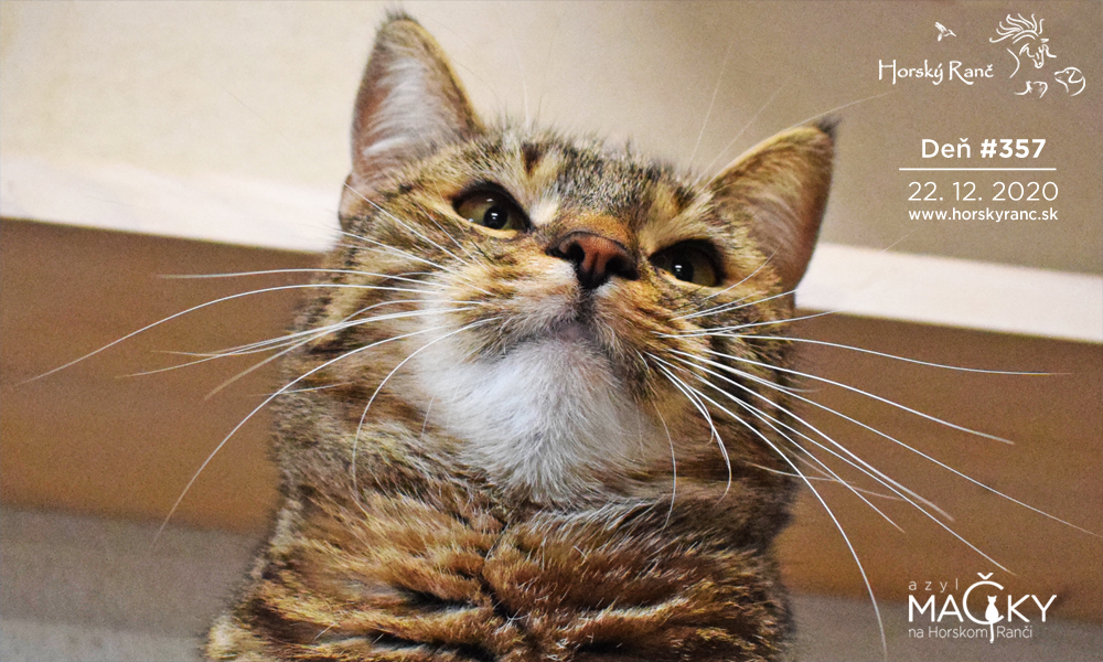 Horsk� Ran�, ubytovanie, azyl pre zvierat�, kurzy, bylinky, pr�rodn� kozmetika