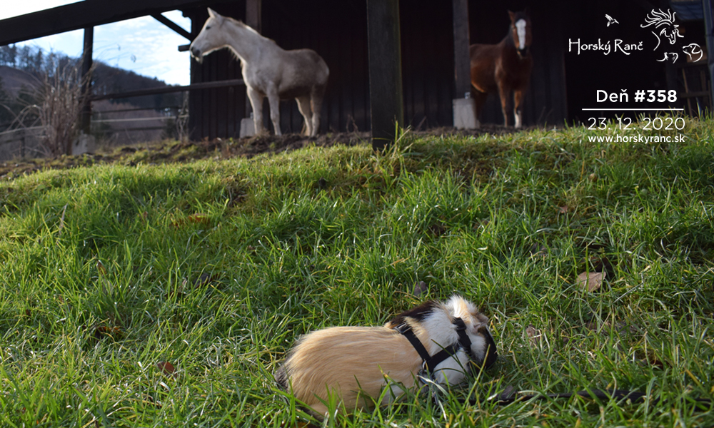 Horsk� Ran�, ubytovanie, azyl pre zvierat�, kurzy, bylinky, pr�rodn� kozmetika