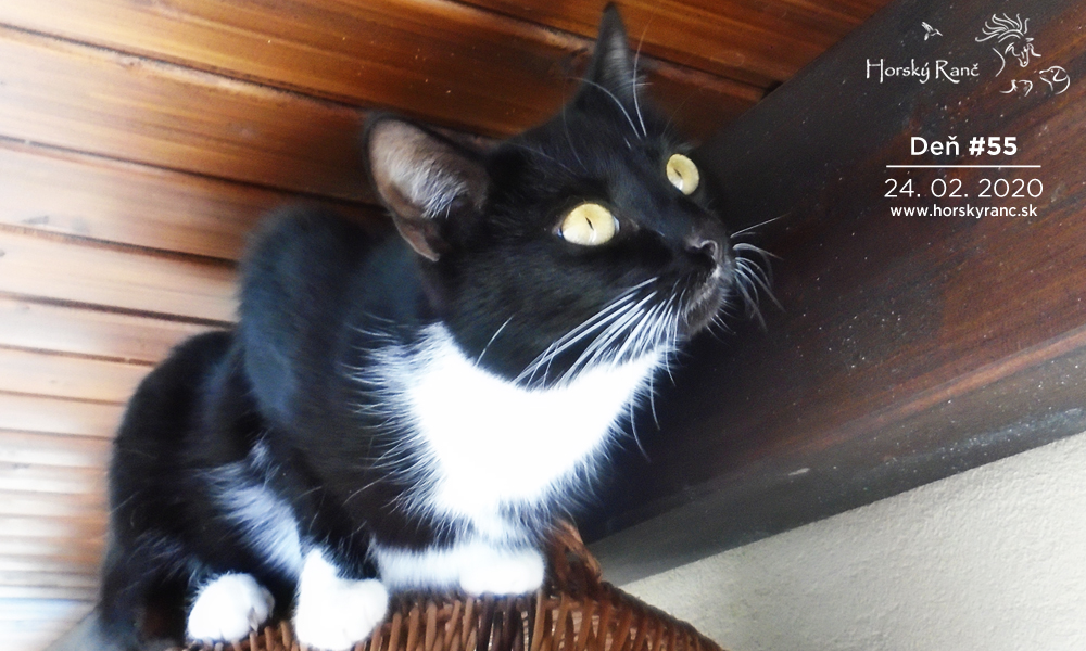 Horsk� Ran�, ubytovanie, azyl pre zvierat�, kurzy, bylinky, pr�rodn� kozmetika