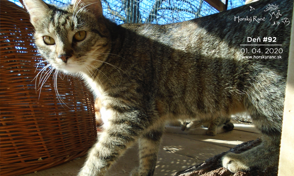 Horsk� Ran�, ubytovanie, azyl pre zvierat�, kurzy, bylinky, pr�rodn� kozmetika