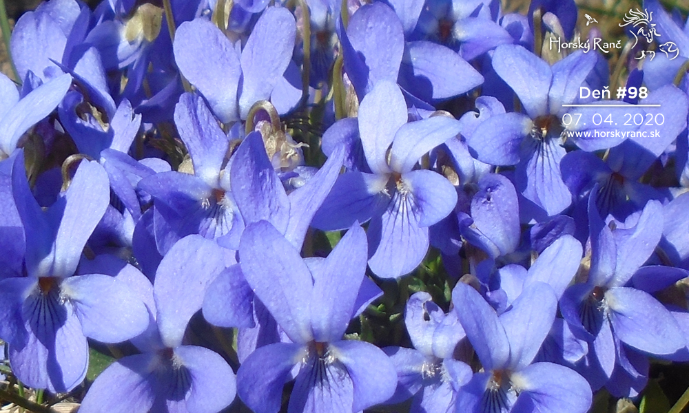 Horsk� Ran�, ubytovanie, azyl pre zvierat�, kurzy, bylinky, pr�rodn� kozmetika