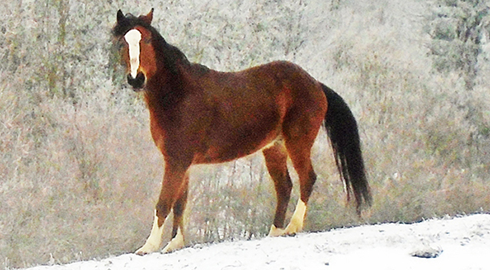 kone na horskom ran�i