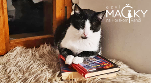 Azyl MA�KY na Horskom Ran�i: Dobrovo�n� pomoc pre opusten� ma�ky, koc�rov a ma�iatka.