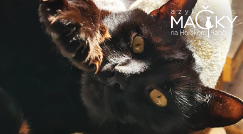 Azyl MA�KY na Horskom Ran�i: Dobrovo�n� pomoc pre opusten� ma�ky, koc�rov a ma�iatka.