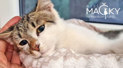 Azyl MA�KY na Horskom Ran�i: Dobrovo�n� pomoc pre opusten� ma�ky, koc�rov a ma�iatka.
