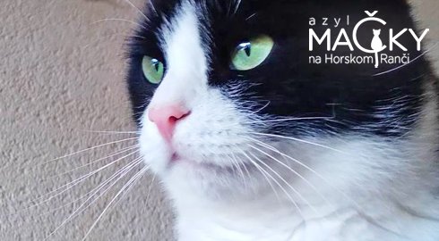 Azyl MA�KY na Horskom Ran�i: Dobrovo�n� pomoc pre opusten� ma�ky, koc�rov a ma�iatka.