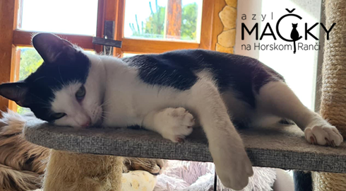 Azyl MA�KY na Horskom Ran�i: Dobrovo�n� pomoc pre opusten� ma�ky, koc�rov a ma�iatka.