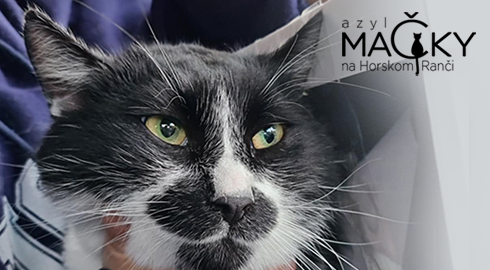 Azyl MA�KY na Horskom Ran�i: Dobrovo�n� pomoc pre opusten� ma�ky, koc�rov a ma�iatka.