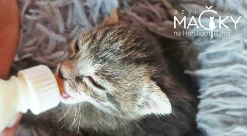 Azyl MA�KY na Horskom Ran�i: Dobrovo�n� pomoc pre opusten� ma�ky, koc�rov a ma�iatka.