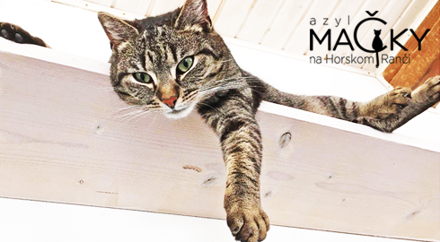 Azyl MA�KY na Horskom Ran�i: Dobrovo�n� pomoc pre opusten� ma�ky, koc�rov a ma�iatka.