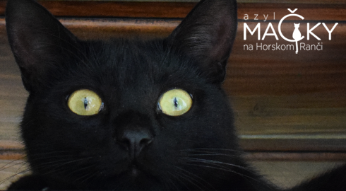 Azyl MA�KY na Horskom Ran�i: Dobrovo�n� pomoc pre opusten� ma�ky, koc�rov a ma�iatka.