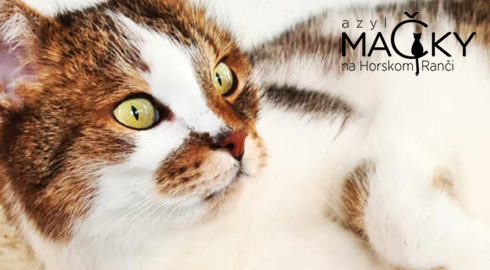 Azyl MA�KY na Horskom Ran�i: Dobrovo�n� pomoc pre opusten� ma�ky, koc�rov a ma�iatka.