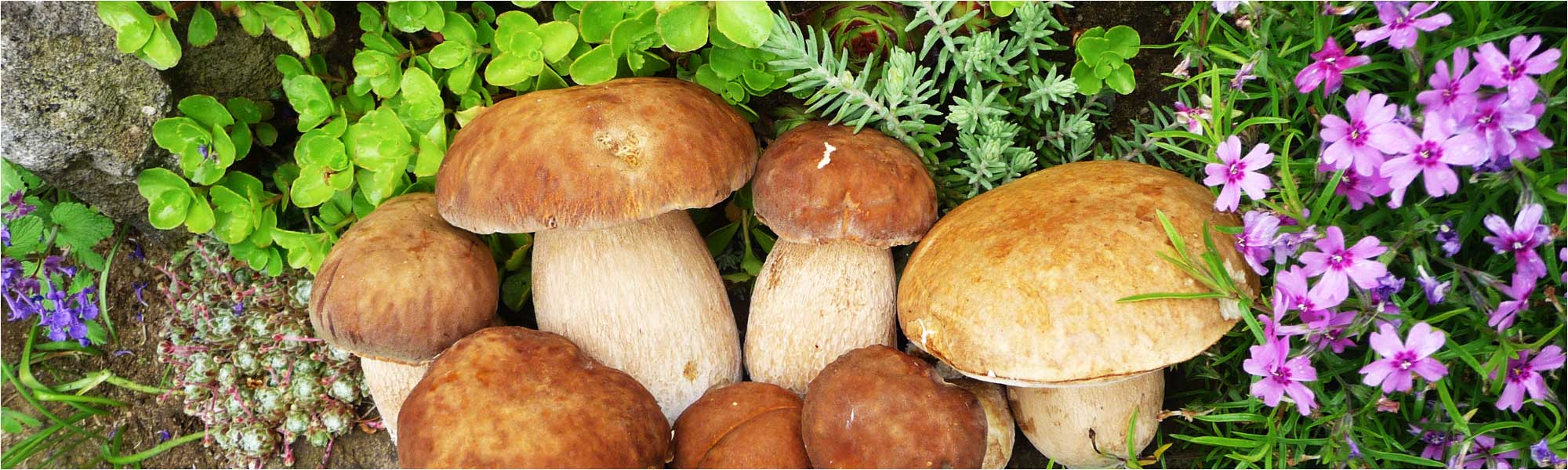 Horsk� Ran�, ubytovanie, kurz, pren�jom