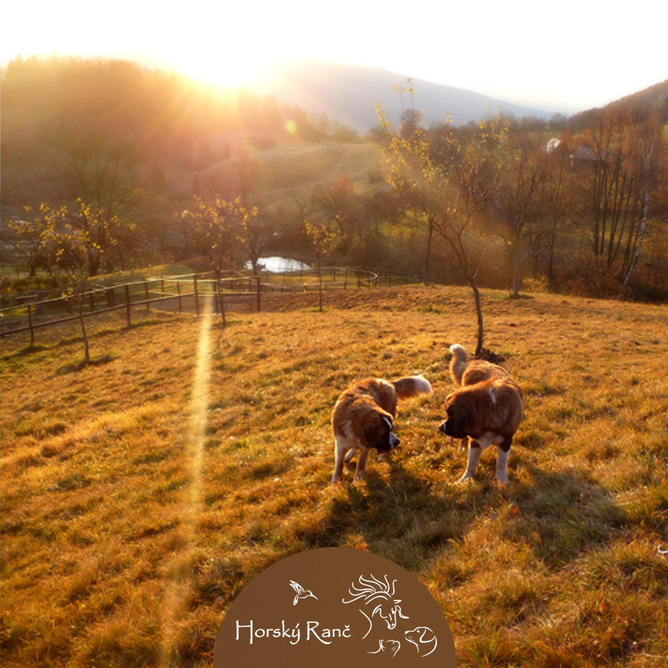 Vitajte na Horskom Ran�i, ktor� vyr�stol s d�razom na �ctu k pr�rode a l�sku k zvierat�m.