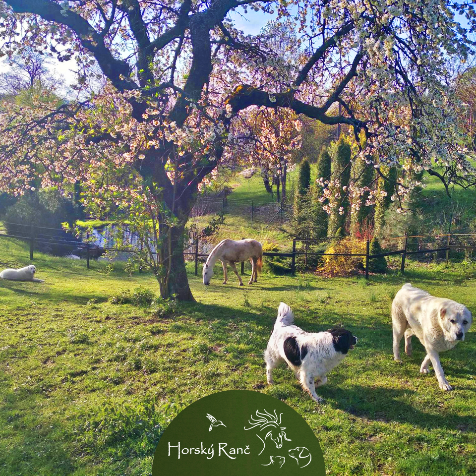 Vitajte na Horskom Ran�i, ktor� vyr�stol s d�razom na �ctu k pr�rode a l�sku k zvierat�m.