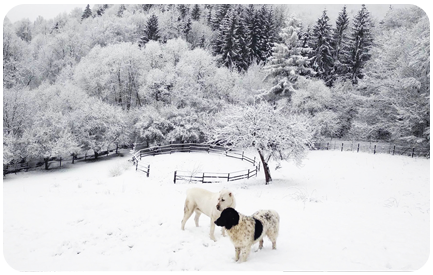 Ubytovanie na Horskom Ran�i v azyle pre zvierat� v kr�snej pr�rode